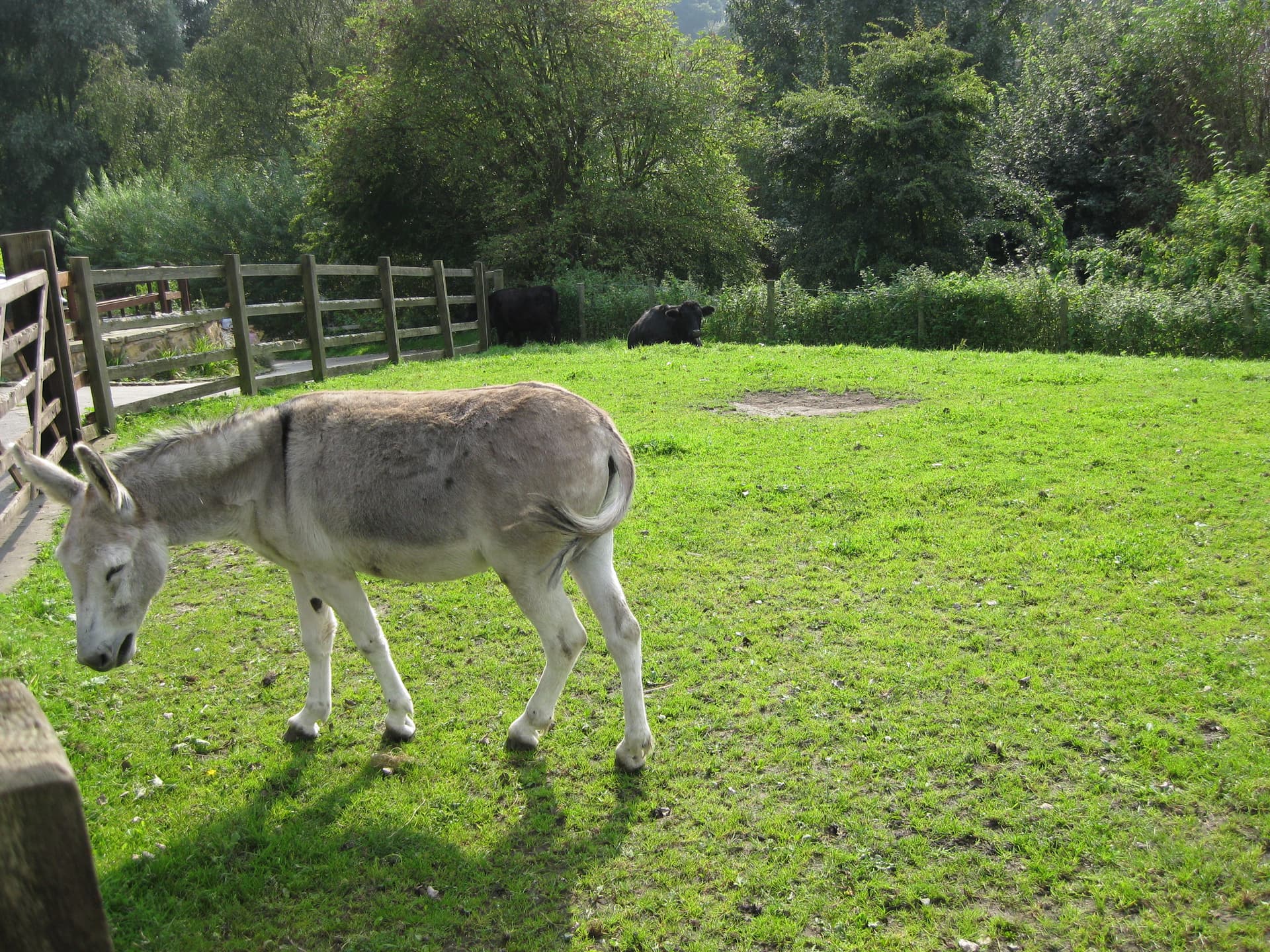 Grey donkey grazing in a sunny green paddock with wooden fencing and dark cattle beyond